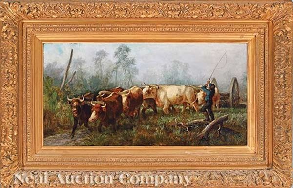 Team Of Oxen Pulling A Logging Cart (florida?) - view 1