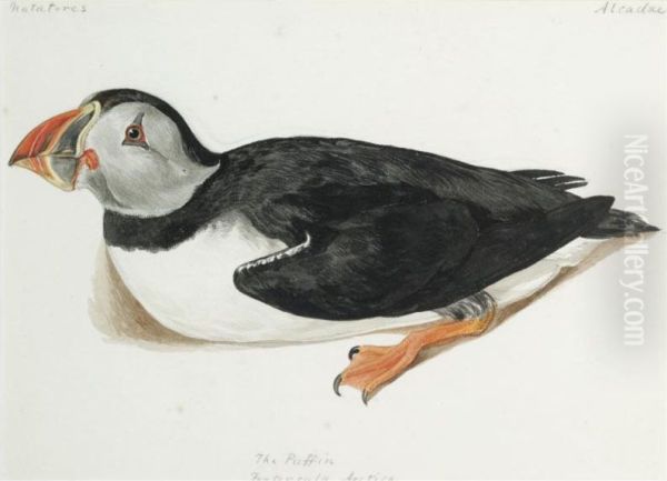 The Puffin, Fratercula Arctica - view 1