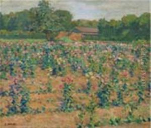 China Aster Field