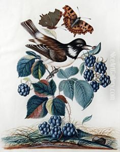 A Collection Of Twenty-one Bird And Insect Studies Amongst Fruit And Flowers by Anna Blackburne