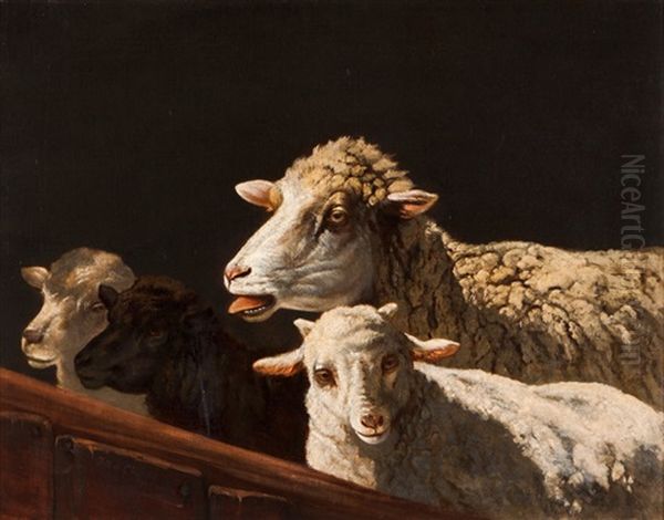 Sheep - view 1