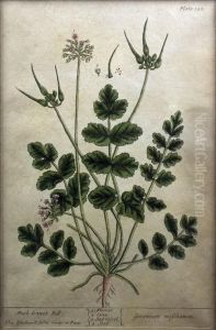 A Curious Herbal by Elizabeth Blackwell