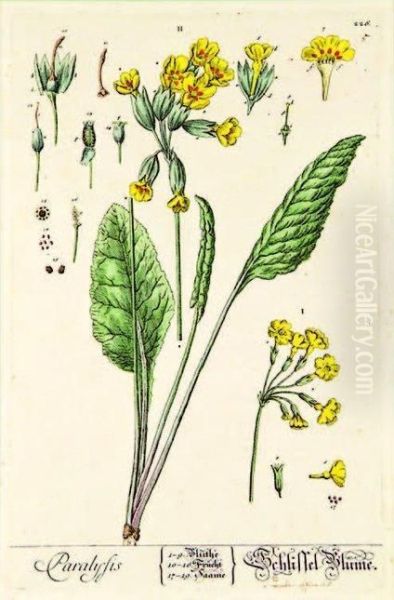 Artinita Cyclamen, Tusfilago Farfara -colt's Foot, Paralysis - Cowslip - view 1