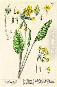 Artinita Cyclamen, Tusfilago Farfara -colt's Foot, Paralysis - Cowslip Artinita Cyclamen, Tusfilago Farfara -colt's Foot, Paralysis - Cowslip
