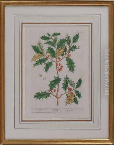 The Holly Tree - view 1