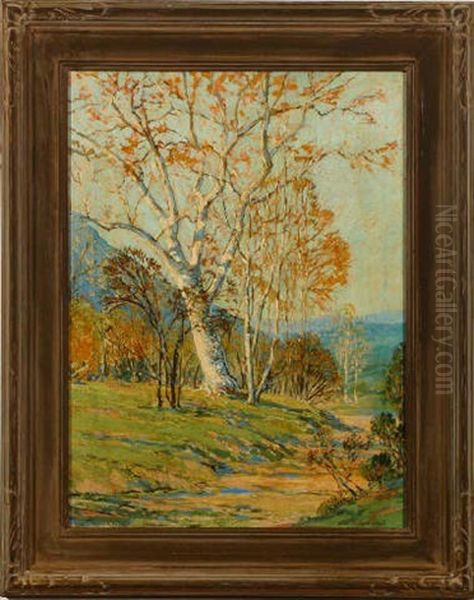 Sycamores In Landscape - view 1