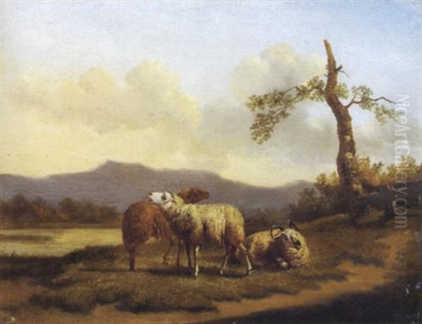 Drei Schafe Auf Der Weide - view 1