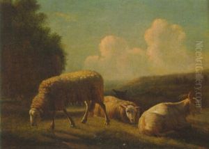 Sheep Grazing Sheep Grazing