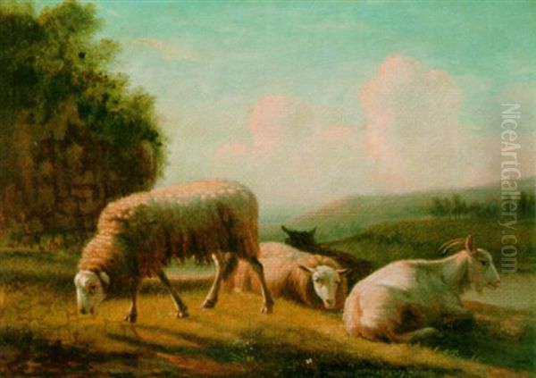 Sheep Grazing In A Meadow - view 1
