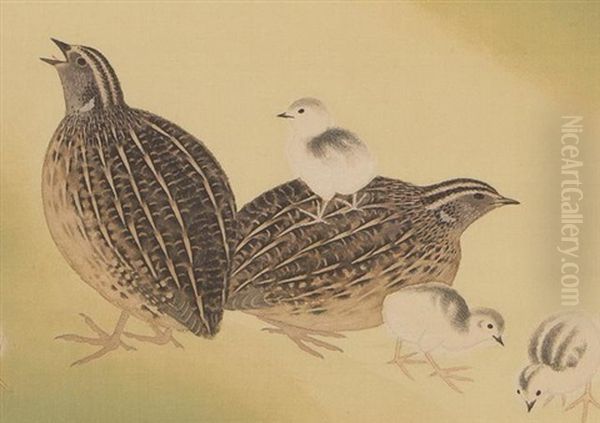 Spring Japanese Quail - view 1