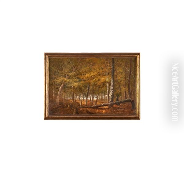 Forest Scene - view 1