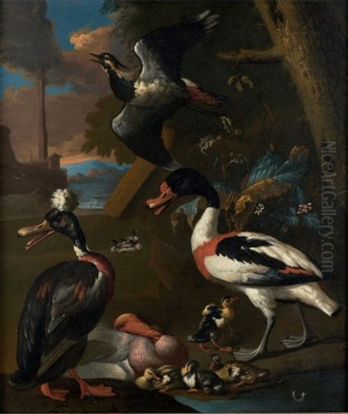 Oiseaux De Nuit - view 1