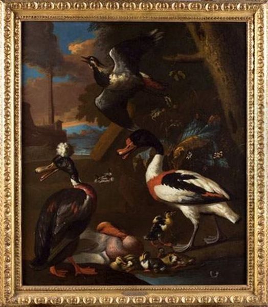 Oiseaux De Nuit - view 1