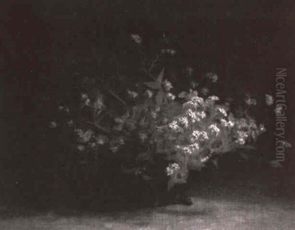 Les Myosotis - view 1