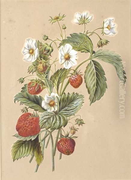 Study Of Strawberries - view 1