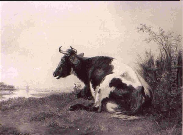 A Resting Cow - view 1