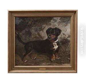Study Of A Dachshund