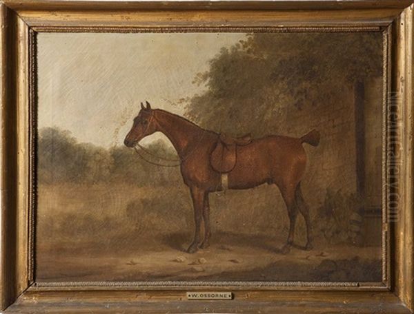 A Saddled Bay Hunter By A Wall In A Paddock - view 1