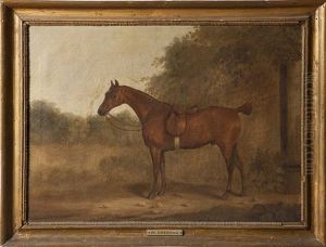 A Saddled Bay Hunter By A Wall In A Paddock