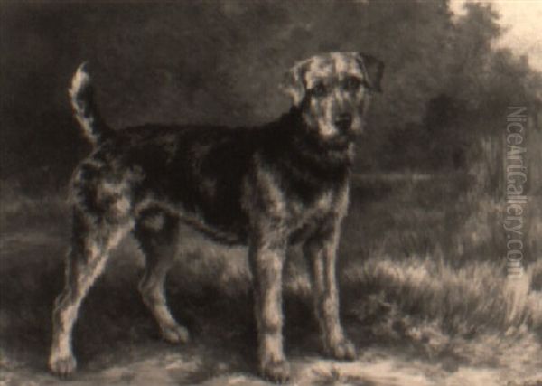 Portrait Of An Airdale Terrier - view 1