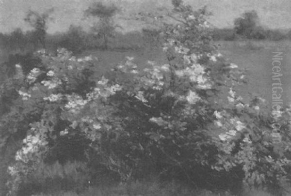 Wildflowers - view 1