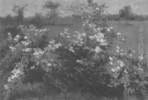 Wildflowers