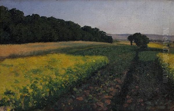Weite Landschaft Mit Gelbbluhenden Feldern - view 1