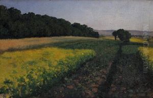 Weite Landschaft Mit Gelbbluhenden Feldern