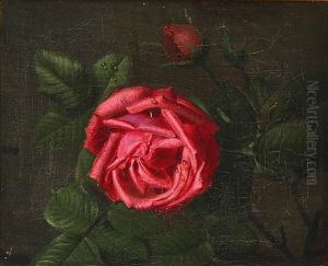 Still Life With A Red Rose With Raindrops On The Petals