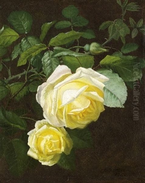 Blomstrende Marechal Niel Roser - view 1