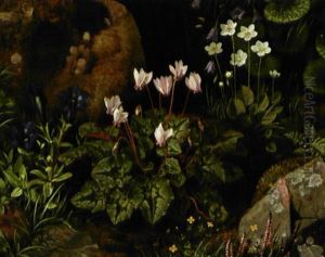 Blomstrende Skovbund Med Alpevioler Og Lyng