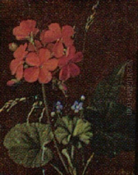 Pelargonie Og Forglemmigej - view 1