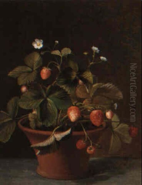 A Wild Strawberry Plant - view 1