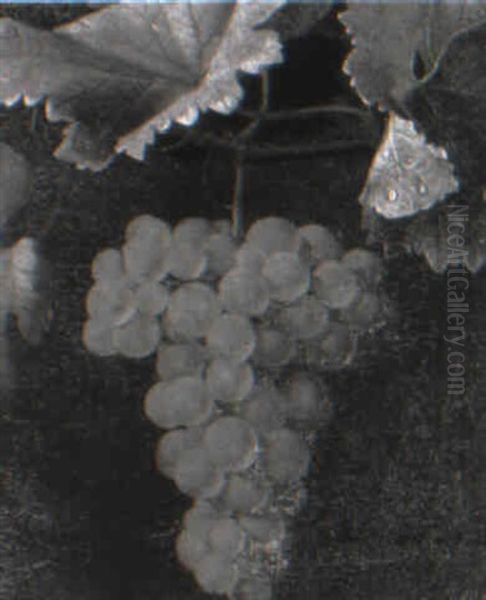 Still Life Of Grapes On A Vine - view 1