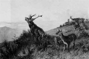 Rohrender Hirsch Rohrender Hirsch