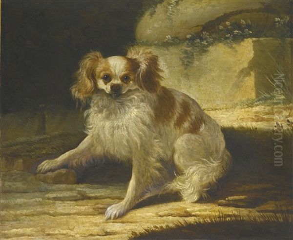 A Portrait Of A Brown And White Toy Spaniel In A Landscape - view 1