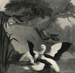 A Hawk Threatens A Duck's Nest