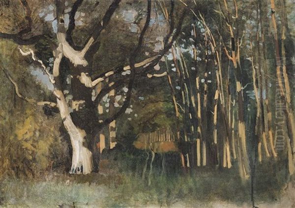 Sunny Forest - view 1