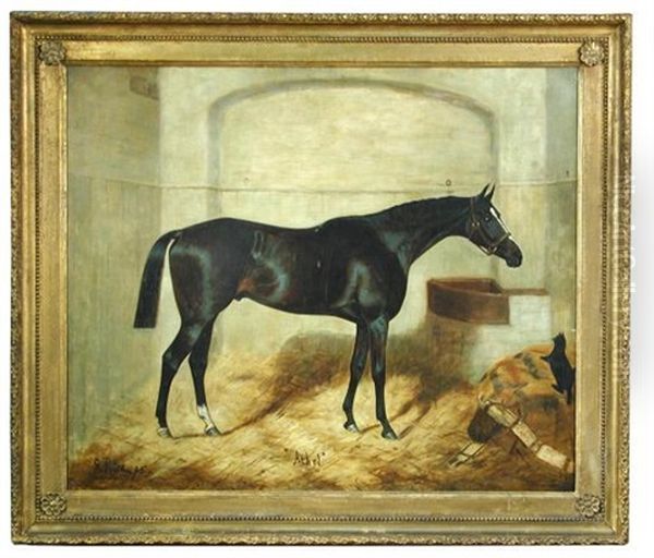 Athel, A Dark Bay Hunter Ina Stable With A Black Cat - view 1