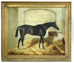 Athel, A Dark Bay Hunter Ina Stable With A Black Cat