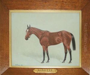 Portrait De La Jument Ginette, Par Clairon Et Picardia