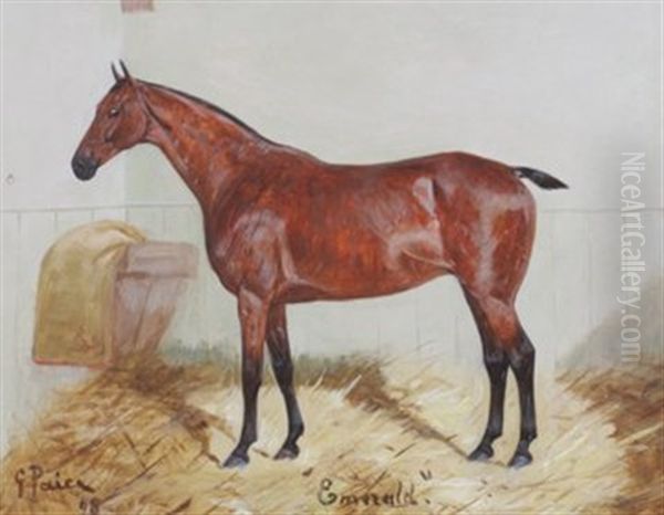Chestnut Hunter Emerald - view 1
