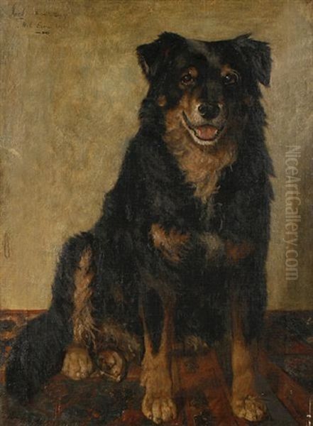 Jock - A Boarder Collie - view 1