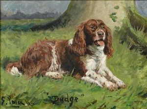 Portrait Of "budge", A Springer Spaniel