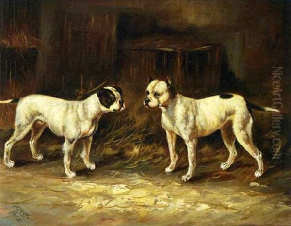 Les Boston Terriers - view 1
