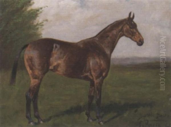 "battle Dawn", A Bay Racehorse - view 1