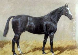The Beny, A Dark Bay Hunter With A White Blaze In A Stable