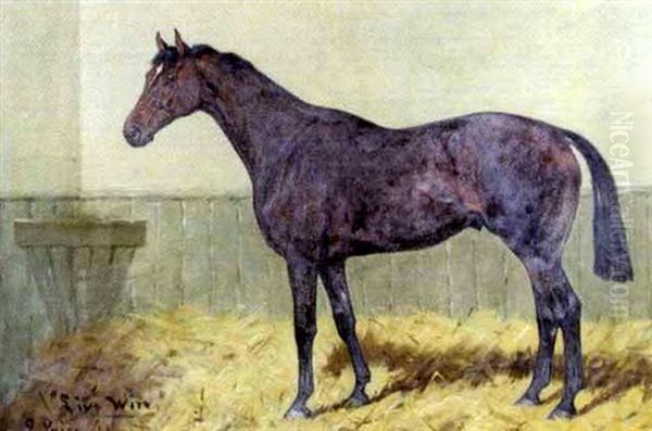 Live Wire, A Bay Hunter In A Stable - view 1