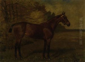 "biddy", A Saddled Liver Chestnut Hunter