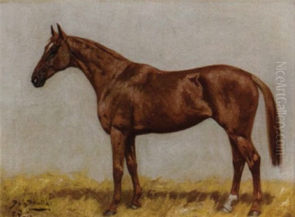 "bellezhalla", A Chestnut Hunter - view 1